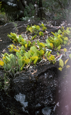 APII jpeg image of Dendrobium wassellii,<br/>Carparomorchis baileyi  © contact APII