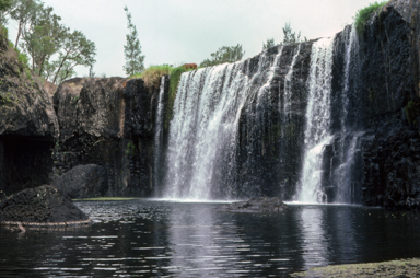 APII jpeg image of Torrenticola queenslandica  © contact APII