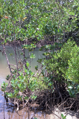 APII jpeg image of Mangroves  © contact APII
