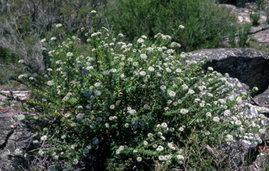 APII jpeg image of Platysace  © contact APII