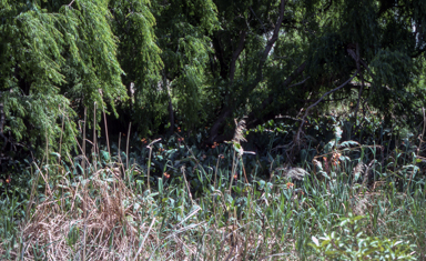 APII jpeg image of Deyeuxia appressa  © contact APII