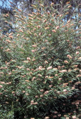 APII jpeg image of Grevillea 'Poorinda Blondie'  © contact APII