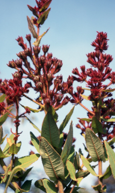 APII jpeg image of Angophora hispida  © contact APII