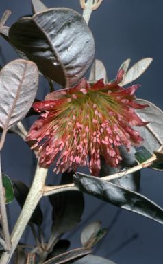 APII jpeg image of Diplolaena grandiflora  © contact APII