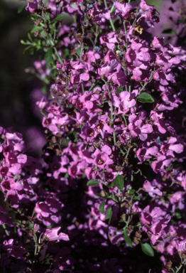 APII jpeg image of Prostanthera ovalifolia  © contact APII