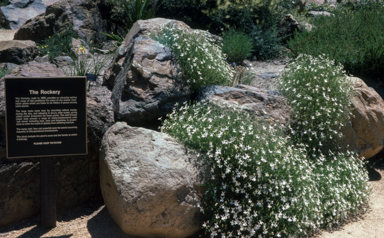 APII jpeg image of Isotoma anethifolia  © contact APII