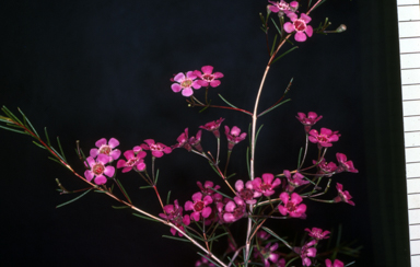 APII jpeg image of Chamelaucium uncinatum 'University'  © contact APII