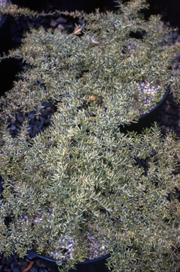 APII jpeg image of Grevillea juniperina 'Lunar Light'  © contact APII