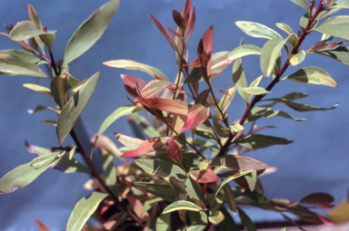 APII jpeg image of Hakea salicifolia 'Gold Medal'  © contact APII