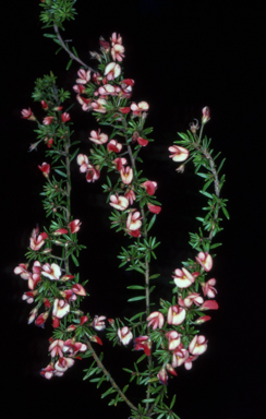 APII jpeg image of Pultenaea pedunculata 'Pyalong Pink'  © contact APII