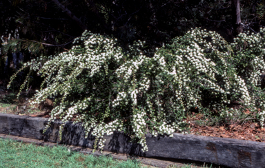APII jpeg image of Kunzea granticola 'Crystal Cascades'  © contact APII