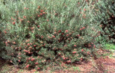 APII jpeg image of Grevillea thelemanniana x argyrophylla 'Winpara Gem'  © contact APII
