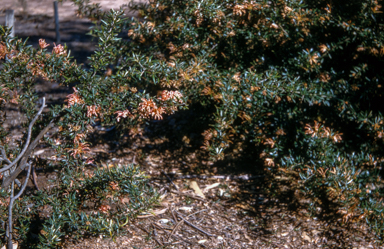 APII jpeg image of Grevillea 'Poorinda Queen',<br/>Grevillea 'Poorinda Leane'  © contact APII