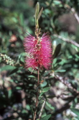APII jpeg image of Callistemon 'Mauve Mist'  © contact APII