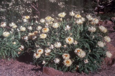 APII jpeg image of Xerochrysum bracteatum 'Cockatoo'  © contact APII