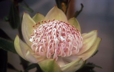APII jpeg image of Telopea speciosissima  © contact APII