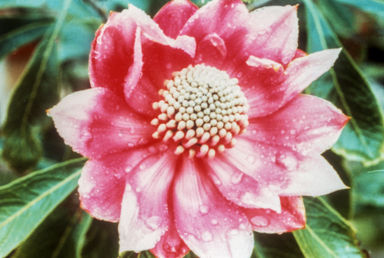 APII jpeg image of Telopea speciosissima  © contact APII