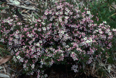 APII jpeg image of Boronia 'Sunset Serenade'  © contact APII