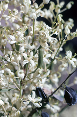APII jpeg image of Lomatia polymorpha x tinctoria  © contact APII