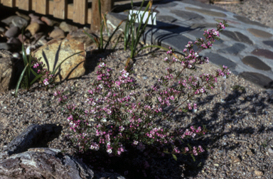 APII jpeg image of Boronia 'Tyalge Ruby'  © contact APII