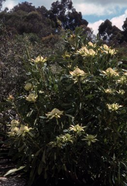 APII jpeg image of Telopea speciosissima 'Wirrimbirra White'  © contact APII
