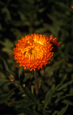 APII jpeg image of Xerochrysum 'Orange Flame'  © contact APII