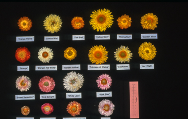 APII jpeg image of Xerochrysum  © contact APII