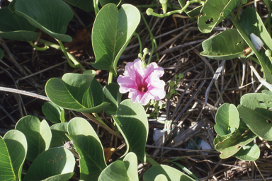 APII jpeg image of Ipomoea pes-caprae subsp. brasiliensis  © contact APII