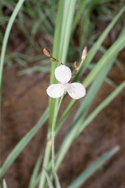 APII jpeg image of Murdannia graminea  © contact APII