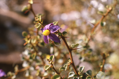 APII jpeg image of Solanum nummularium  © contact APII