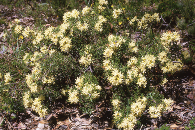 APII jpeg image of Petrophile striata  © contact APII