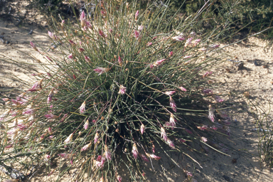 APII jpeg image of Johnsonia pubescens subsp. pubescens  © contact APII