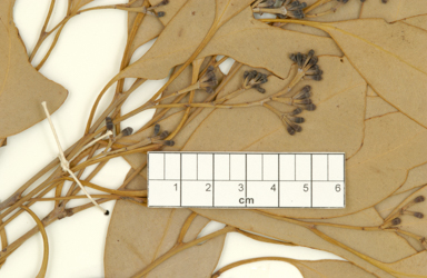 APII jpeg image of Eucalyptus atrata  © contact APII