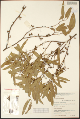 APII jpeg image of Eucalyptus baudiniana  © contact APII