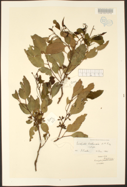 APII jpeg image of Eucalyptus canaliculata  © contact APII