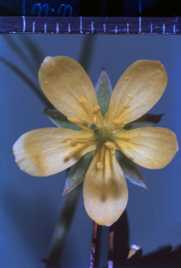 APII jpeg image of Tribulopis angustifolia  © contact APII