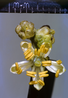 APII jpeg image of Roepera apiculata  © contact APII