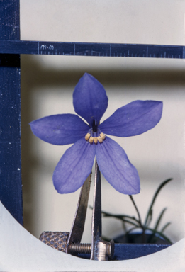 APII jpeg image of Cheiranthera linearis  © contact APII