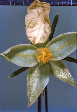 APII jpeg image of Hibbertia  © contact APII