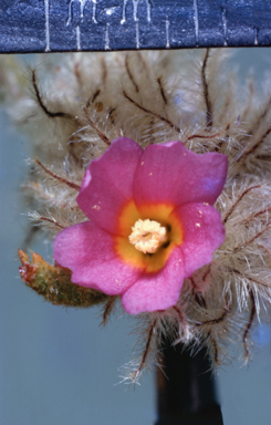 APII jpeg image of Waltheria virgata  © contact APII