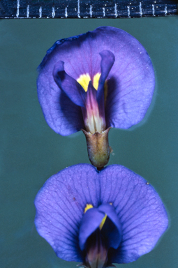 APII jpeg image of Hardenbergia violacea  © contact APII