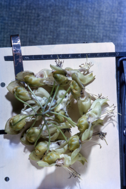 APII jpeg image of Mucuna gigantea  © contact APII