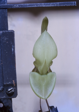 APII jpeg image of Mucuna gigantea  © contact APII