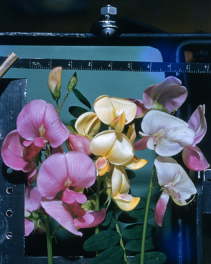 APII jpeg image of Swainsona  © contact APII