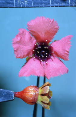 APII jpeg image of Pileanthus peduncularis  © contact APII