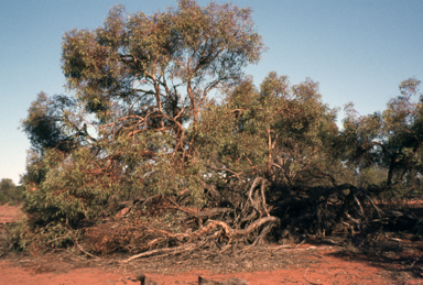 APII jpeg image of Eucalyptus porosa  © contact APII