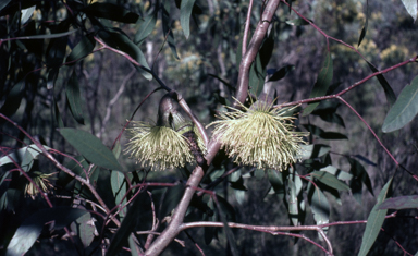 APII jpeg image of Eucalyptus megacornuta  © contact APII