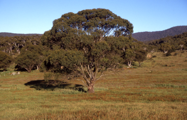 APII jpeg image of Eucalyptus stellulata  © contact APII