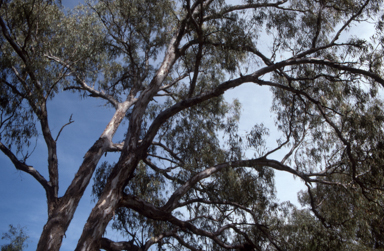 APII jpeg image of Eucalyptus camaldulensis  © contact APII