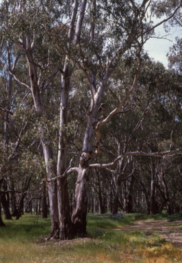APII jpeg image of Eucalyptus camaldulensis  © contact APII